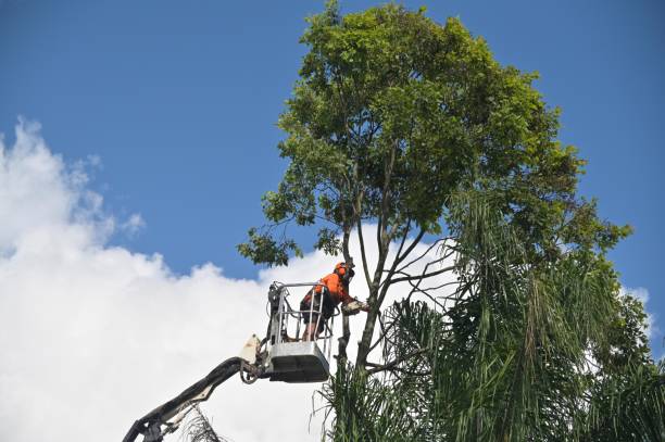 Tree and Shrub Care in Winlock, WA